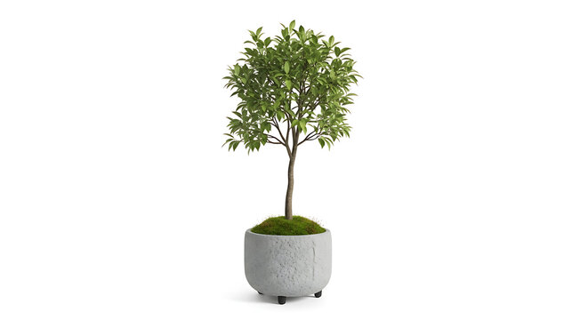 A small tree is growing in a stone pot on a white surface indoors.