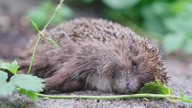 Dead Hedgehog Lying on Roadside Ground Among Green Plants | Parallax Macro Close-Up | Wildlife Road Kill and Animal Protection Concept