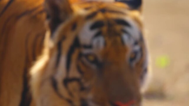Close-up tiger reveals intricate striped pattern rippling across powerful shoulder blades&mdash;nature's perfect predator design.