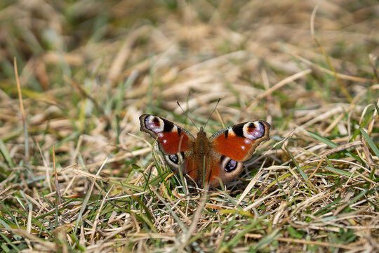The peacock butterfly opens its wings to the warmth of an spring day. European peacock butterfly (Aglais io) resting on dry spring grass, displaying its vivid orange wings with distinctive eye spots. 