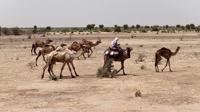 Drone view of camel herd crossing dry Sahel land, April 25, 2026, Chad, N Djamena