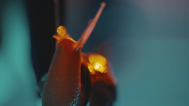 Close look at colorful snails in underwater world with bright lights and nature patterns