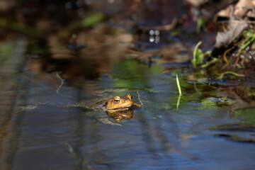 Fototapeta premium toad
