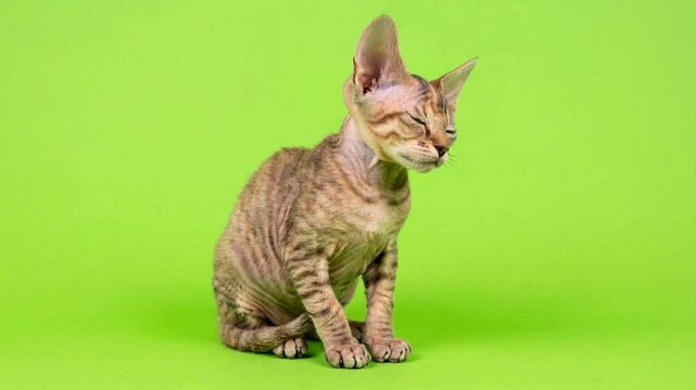 Adorable Devon Rex Kitten Sitting on Green Background, Studio Shot.