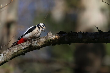 Fototapeta premium great spotted woodpecker