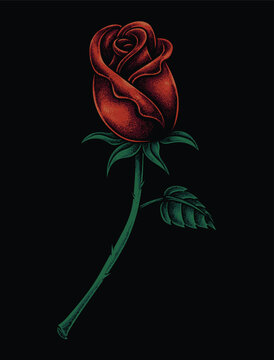Red rose illustration