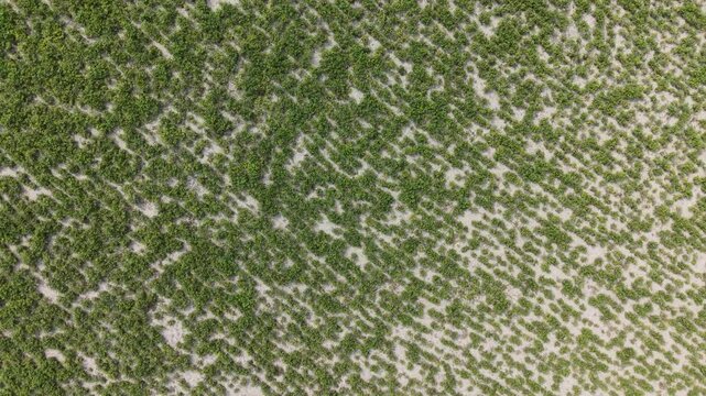 Top Down Tracking Aerial Shot of Peanut Crop Pattern on Jamuna River Char