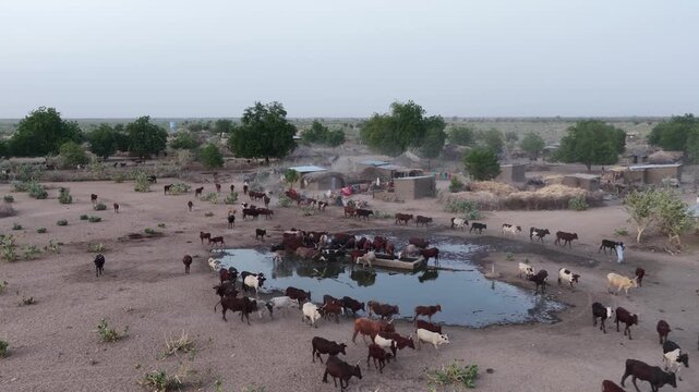 Drone view of sacrificial cattle returning home at sunset, April 25, 2026, Chad, N Djamena
