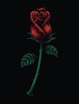 Red rose illustration