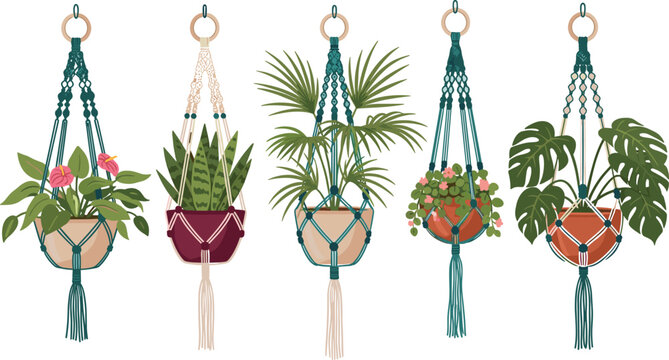 Set of hanging plants in macrame holders featuring decorative indoor greenery for boho style home decor and interior design projects
