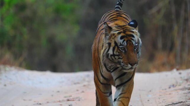 Close-up tiger reveals intricate striped pattern rippling across powerful shoulder blades&mdash;nature's perfect predator design.
