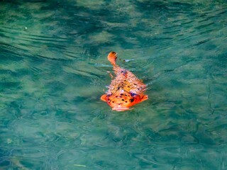 Bright Orange and Black Koi Japanese carp fish (Cyprinus carpio) with prominent barbels on the lips  © Marc