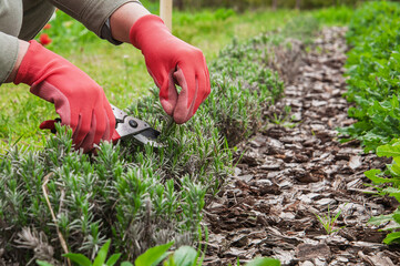 Fototapeta premium Gardener wearing red gloves trims green plants with pruning shears in a garden