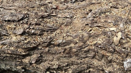 Fototapeta premium Abstract Texture of Rough and Dry Tree Bark