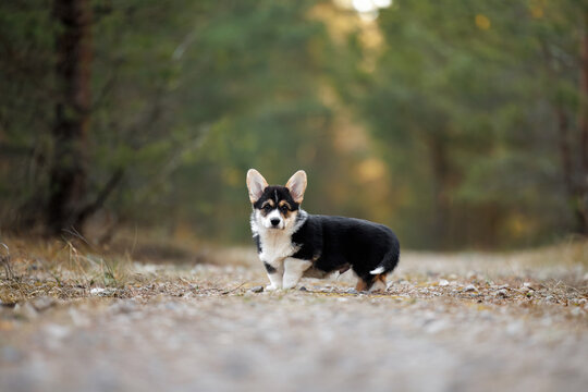 black and tan welsh corgi puppy walking in the forest