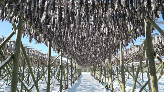 Aerial view of stockfish hanging on traditional wooden drying racks in a snowy landscape under a clear blue sky in Lofoten, Nordland, Norway.