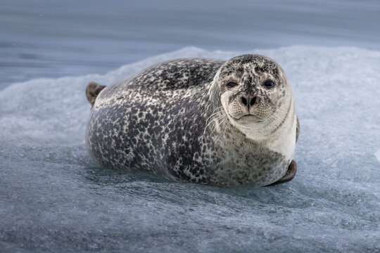 Harbor Seal Resting on Glacial Ice, J&ouml;kuls&aacute;rl&oacute;n Iceland