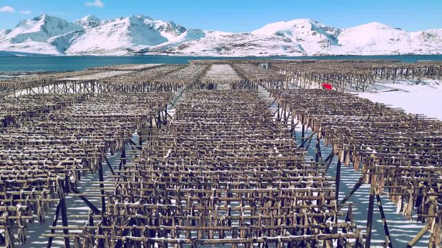 Aerial view of traditional stockfish drying on wooden racks with snow-covered mountains and blue water in Lofoten, Nordland, Norway.