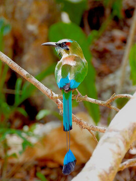 Turquoise-browed motmot perched on branch in Ek Balam, Yucat&aacute;n, Mexico
