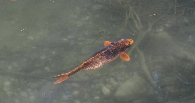 Japan Koi or nishikigoi,  Japanese Brocarde carp (Cyprinus carpio), stunning colored variety of carp, dark and orange scales as decorative fish in water garden
