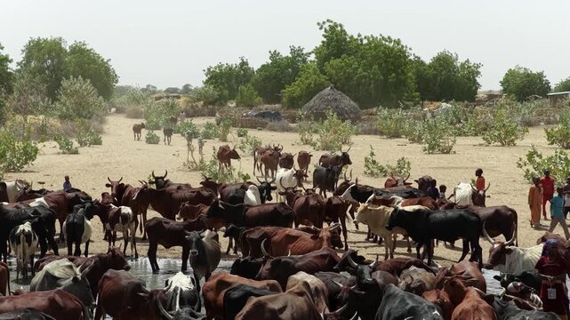 Drone view of sacrificial cattle herd dispersing through village, April 25, 2026, Chad, N Djamena