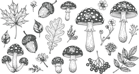 Hand Drawn Forest Elements With Acorns Mushrooms and Leaves During Autumn © Ishtiaq