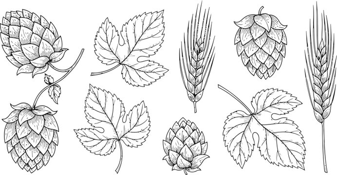 Hand drawn hop cones and wheat ears with leaves in a vintage botanical illustration style