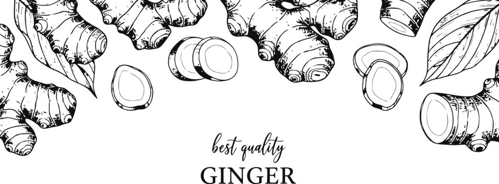 Hand drawn sketch of fresh ginger root with leaves and slices on white background