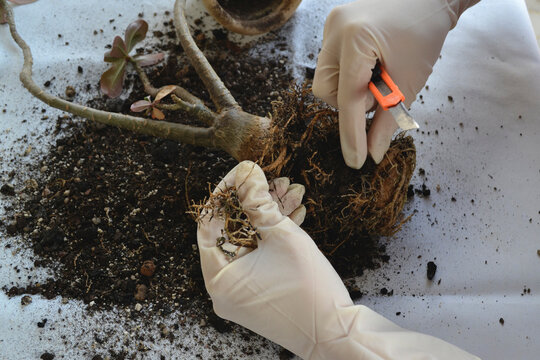 Pruning adenium roots with a utility knife to stimulate growth and improve root system development, plant propagation, root rot treatment, houseplants, potted plants, cleaning diseased roots
