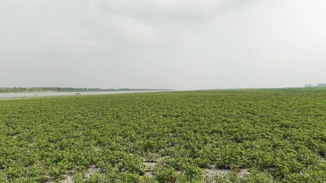 Low Altitude Tracking Shot of Green Peanut Fields on Jamuna River Char