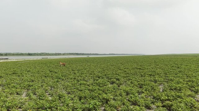 Low Angle Shot of a Dog in a Peanut Field on Jamuna River Island Char