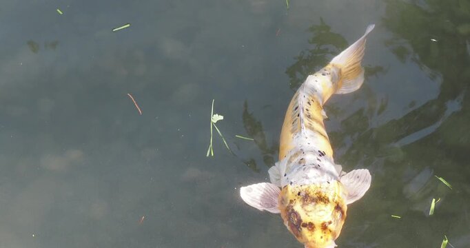 Koi carp (Cyprinus carpio) 'Bekkō', Japanese brocade carp, ornamental fish with yellow, orange, and white scales speckled with brown, swimming in an artificial pond