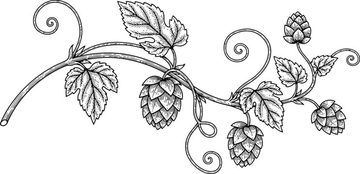 Hop vine with leaves and cones in detailed etching style