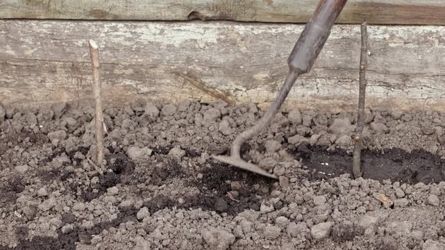 An old metal hoe covers seeds with soil in a vegetable garden bed, representing traditional agriculture, sustainable spring planting processes, and organic horticulture hobby tasks