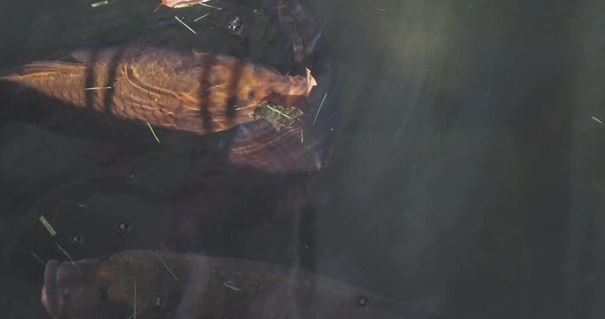 (Cyprinus carpio)  Japanese Brocarde carp or Japanese carp Koi 'Bekkō' (Cyprinus carpio) with deep black and orange scales swimming along the bottom of a pond, searching for food