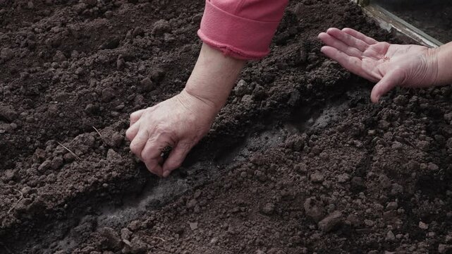 Elderly hands planting small vegetable seeds into damp soil rows, symbolizing the start of spring gardening and sustainable self-sufficient food cultivation for a healthy home life
