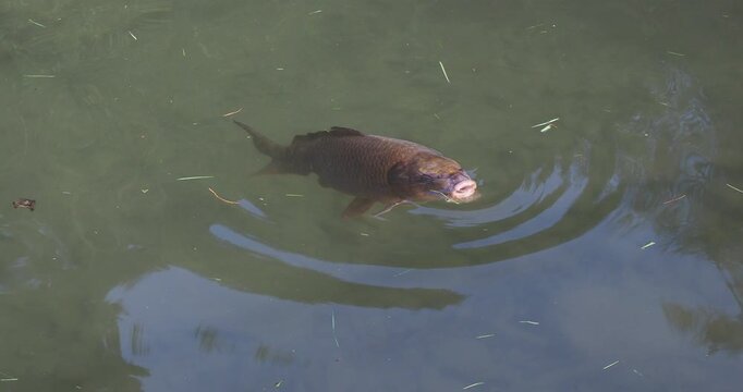 Japan Koi fish or Japanses Brocarde carp (Cyprinus carpio) with black and orange scales swimming on a garden pond
