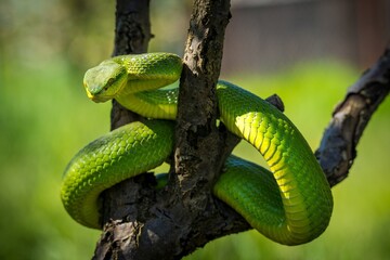 Obraz premium A striking green pit viper resting on a tree branch, showcasing camouflage and the silent intensity of nature in the wild forest.