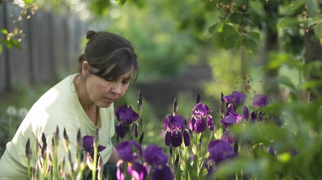 A woman in a light-colored t-shirt lovingly tends to her garden, observing deep purple irises in full bloom during the golden hour. Gardening, horticulture, spring, nature, outdoor lifestyle, peace, h
