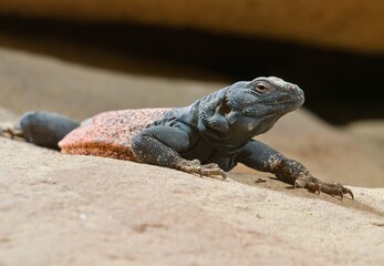 Obraz premium common chuckwalla