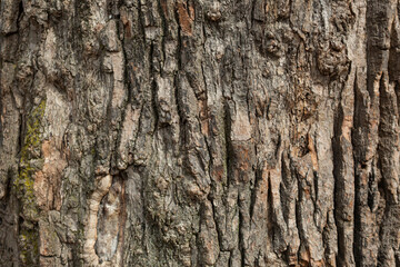 Naklejka premium Textured tree bark background
