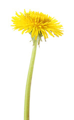 Obraz premium One beautiful dandelion flower isolated on white