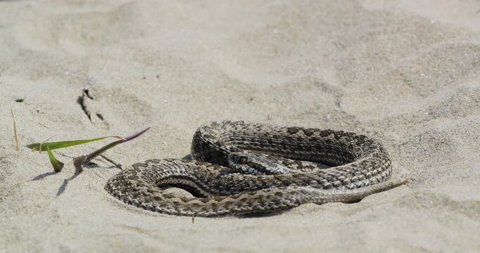 Meadow viper (Vipera ursinii moldavica) flattened on sand, basking in spring sun