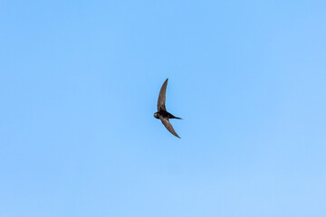 Fototapeta premium Common swift flying against clear blue sky at Mandichosee, Deutschland, Mering, Mandichosee, 13.05.2026