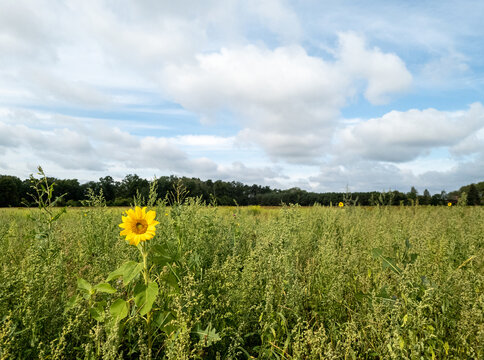 Sonnenblume an einem Sommertag in einem Feld im Wendland, Deutschland.