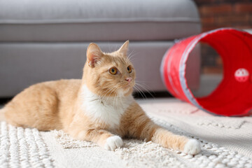 Fototapeta premium Cute cat resting on carpet and toy tunnel at home