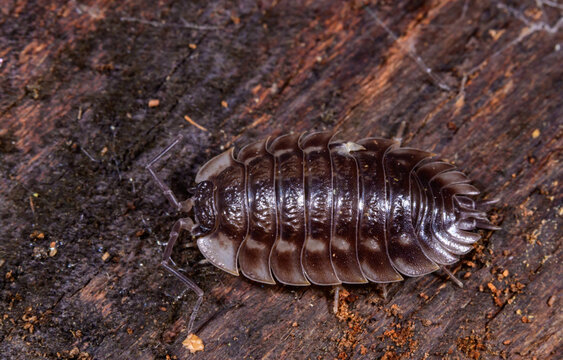 Common Shiny Woodlouse (Oniscus asellus), which is characterized by its broad, oval shape, glossy surface