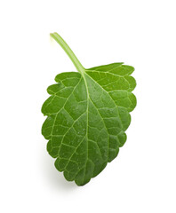 Fototapeta premium Aromatic herb. Green lemon balm isolated on white