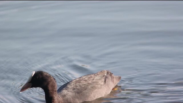 Eurasian Coot or common coot and Little grebe Swimming and foraging alongside in a Lake