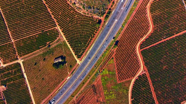 High angle view of highway cutting through symmetrical orange orchards. High angle view of a road cutting through agricultural fields with symmetrical orange tree rows and red soil.
